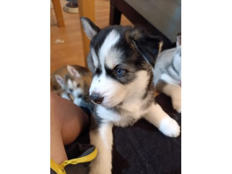 40 Günlük Husky Yavruları