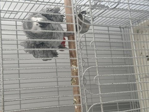 Üst Düzey Jako Papağanı