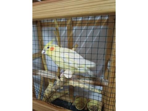 Konuşan Hareketli Fındık Sultan Papağanımıza Yuva