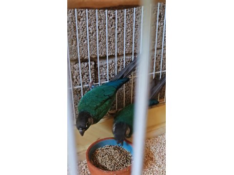 2023 Bilezikli Hazır Garanti Turkuaz Konur Takım