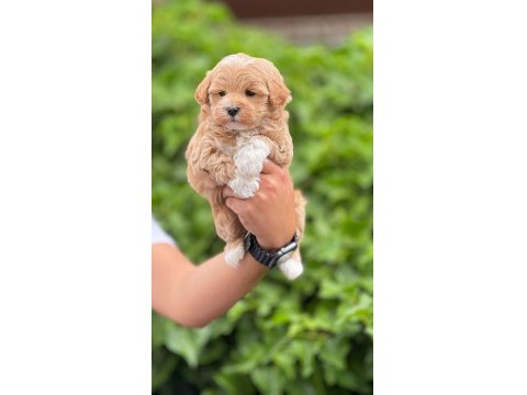 Toy Poodle Bebek Köpeğimiz