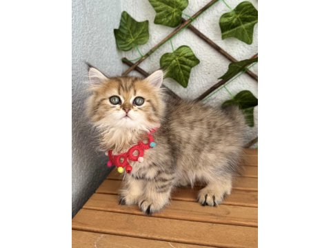 Dişi Golden British Pofuduğum Uygun