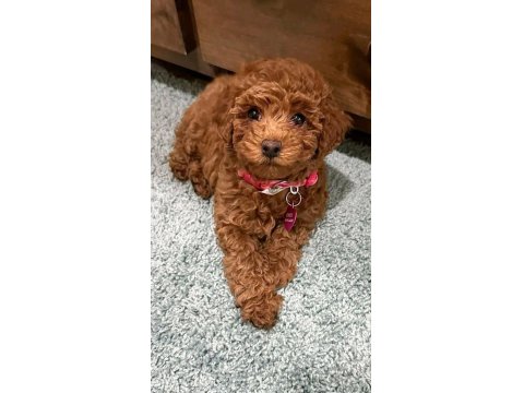 Kızlar Onların Hastası - Poodle Köpekler