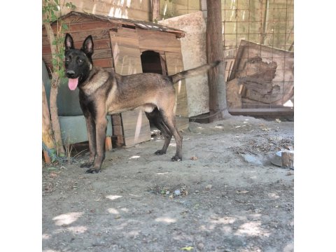 Safkan Belçika Kurt Yavruları