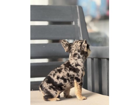 Egzotik French Bulldog Yavruları