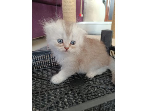 Muhteşem Güzellikte Golden Ve Silver British Yavrular