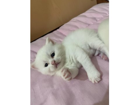 British Ve Scottish Fold Yavru Kediler