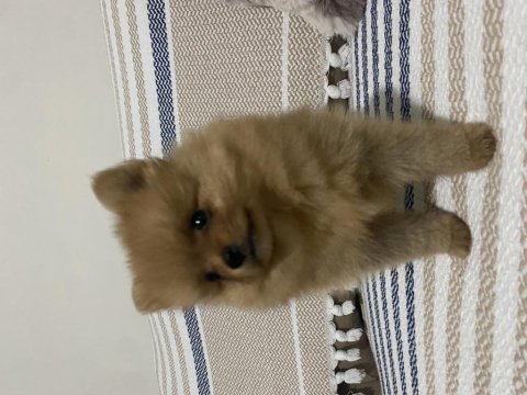 2 Aylık Erkek Teacup Pomeranian Boo