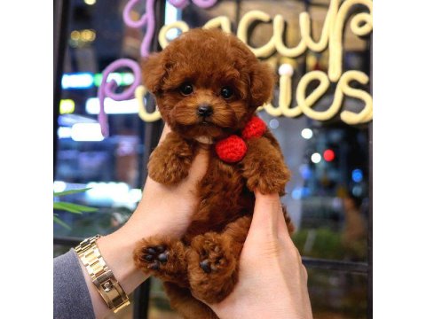 Toy Poodle Yavrusu
