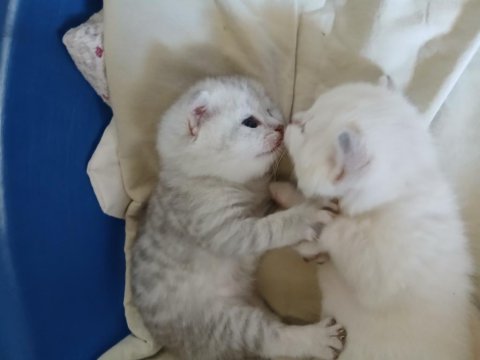 20 Günlük Scottish Yavrular