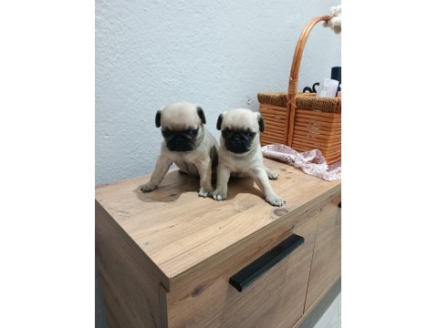Pug Mops Bebekler