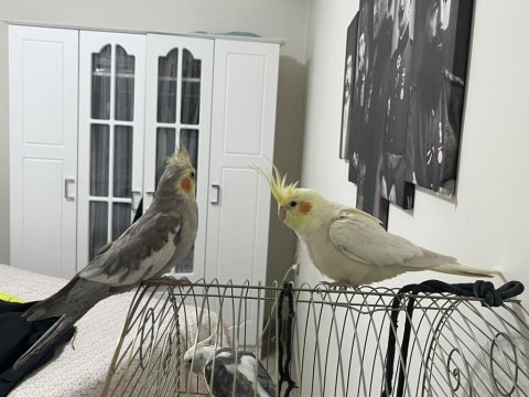 Sahibinden Evcil Sultan Papağanlar