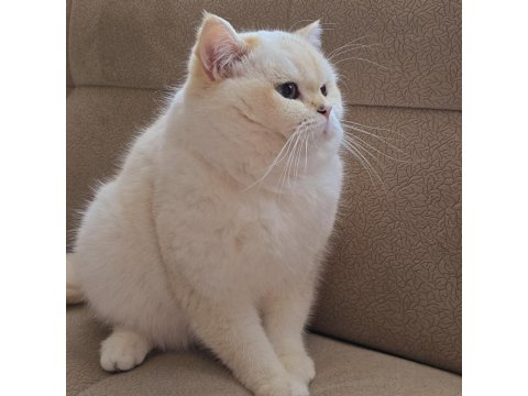 Yurt Dışından Şampiyon Ailenin Show Kalite British Shorthair Yavruları