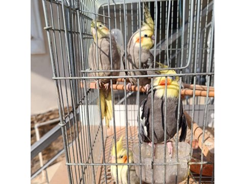 1 Erkek Yavru Sultan Papağanı