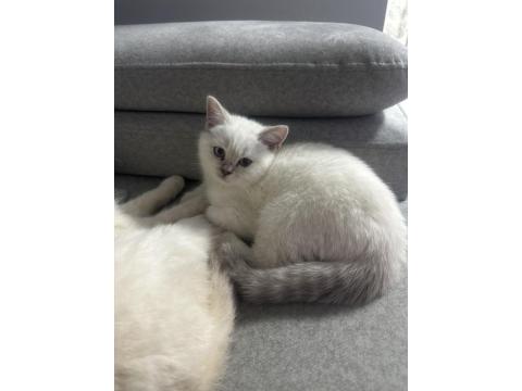 Topaç Gibi British Shorthair Oğlumuz