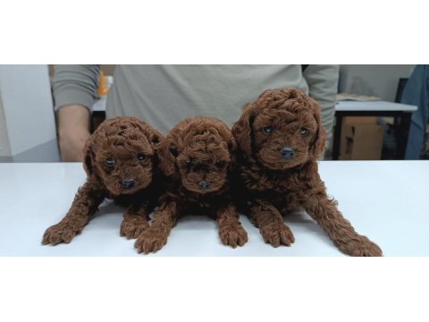 Toy Poodle Yavru Köpekler