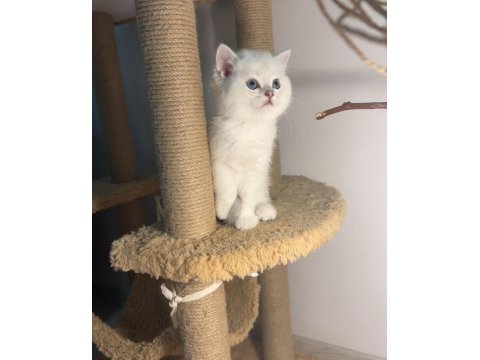 British Shorthair Point Şampiyon Bebekler