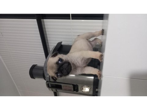 2 Aylık Dişi Yavru Pug