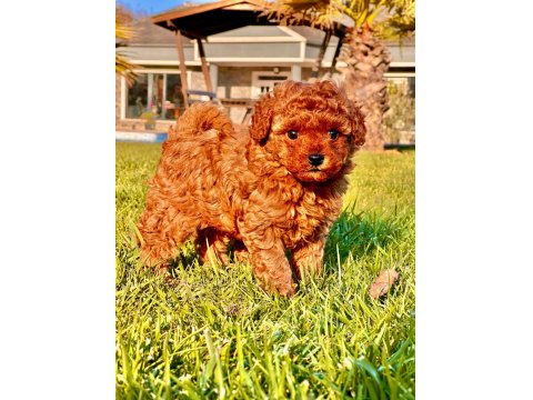 Poodle Çiftliğinden Toy Poodle Yavrularımız
