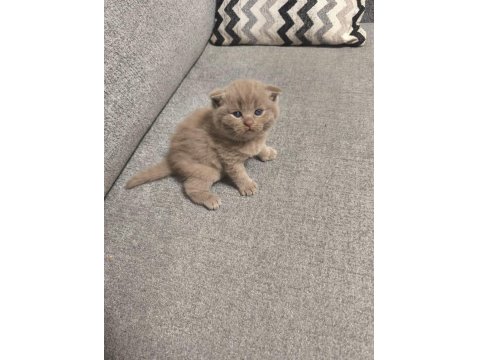 2 British 2 Scottish