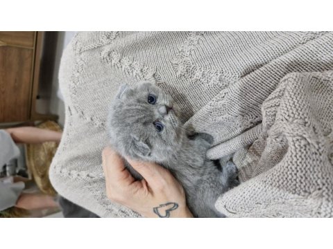 1.5 Aylık Dişi Ve Erkek Kediler