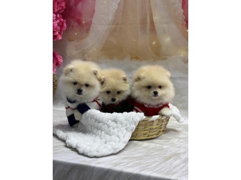 Pomeranian Bebek Köpekler